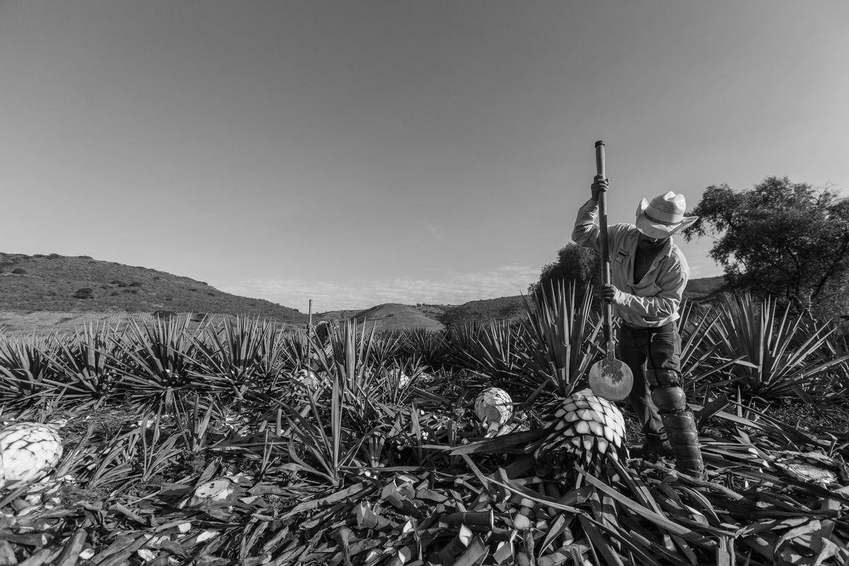 Vida Process The Process – Vida Tequila